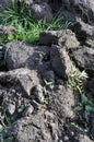 Soil, cultivated dirt, earth, ground, gray land background.