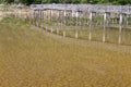 The soil dried had under the flooded