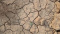 Two green plants grow when the soil is dry and cracked