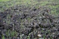 The soil of the earth, a field with growing grass. Fresh young green grass. The fields are dry, the land is broken close-up. And Royalty Free Stock Photo