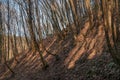 Soil Erosion Forest Royalty Free Stock Photo