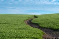 Soil erosion. The rains have eroded the soil in the agricultural field. Formation of ravines in the field due to Royalty Free Stock Photo