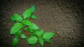 Soil fertility to plants