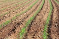 Soil field with corn germ