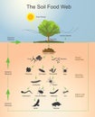 The Soil Food Web