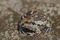 A small Earth frog sits on the ground. Close up.