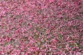 Soil full of camellia petals Royalty Free Stock Photo