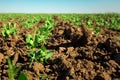 In the soil green pea sprout shoots. Green shoots in the garden. Vegetable pea in the field. Flowering legumes. Cultivation Royalty Free Stock Photo