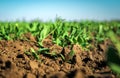In the soil green pea sprout shoots. Green shoots in the garden. Vegetable pea in the field. Flowering legumes. Cultivation Royalty Free Stock Photo