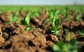 In the soil green pea sprout shoots. Green shoots in the garden. Vegetable pea in the field. Flowering legumes. Cultivation Royalty Free Stock Photo