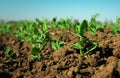 In the soil green pea sprout shoots. Green shoots in the garden. Vegetable pea in the field. Flowering legumes. Cultivation Royalty Free Stock Photo