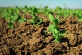 In the soil green pea sprout shoots. Green shoots in the garden. Vegetable pea in the field. Flowering legumes. Cultivation Royalty Free Stock Photo