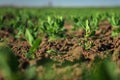 In the soil green pea sprout shoots. Green shoots in the garden. Vegetable pea in the field. Flowering legumes. Cultivation Royalty Free Stock Photo