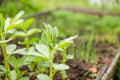 In the soil green pea sprout shoots.Green shoots in the garden.vegetable pea in the field. Flowering legumes. White Royalty Free Stock Photo