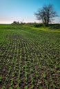 In the soil green pea sprout shoots. Vegetable pea in the field. Flowering legumes. Cultivation. Beautiful landscape Royalty Free Stock Photo