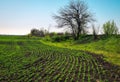 In the soil green pea sprout shoots. Vegetable pea in the field. Flowering legumes. Cultivation. Beautiful landscape Royalty Free Stock Photo