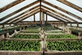 Soil greenhouse with plastic film, which raised early tomatoes, peppers, cucumbers and other vegetables seedlings Royalty Free Stock Photo