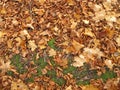 Soil ground covered with lime leaves and maple leaves in autumn Royalty Free Stock Photo