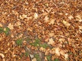 Soil ground covered with lime leaves and maple leaves in autumn Royalty Free Stock Photo