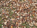 Soil ground under a whitebeam tree in late autumn Royalty Free Stock Photo