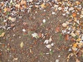 Soil ground under a whitebeam tree in late autumn Royalty Free Stock Photo