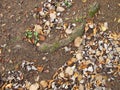 Soil ground under a whitebeam tree in late autumn Royalty Free Stock Photo