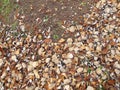 Soil ground under a whitebeam tree in late autumn Royalty Free Stock Photo