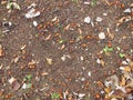 Soil ground under a whitebeam tree in late autumn Royalty Free Stock Photo