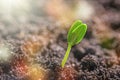 Soil Royalty Free Stock Photo