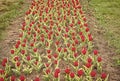Soil for growing flowers. Growing perfect scarlet red tulips. Beautiful tulip fields. Field of tulips. Springtime bloom Royalty Free Stock Photo