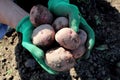 A fresh crop of potatoes in bags one fell and crumbled