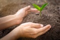 Soil in the hands of a young woman, a seedling growing from fertile soil. Environmental conservation concept Plant trees to reduce Royalty Free Stock Photo