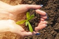 The soil in the hands of young women is planting seedlings. Close up plant in female hands. Care of the environment. Ecology Royalty Free Stock Photo