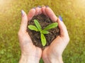 The soil in the hands of young women is planting seedlings. Close up plant in female hands. Care of the environment. Ecology