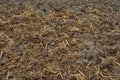 Soil with horse manure covering