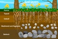 Soil layers. Diagram for layer of soil. Soil layer scheme with grass and roots, earth texture and stones.