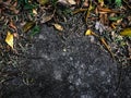 Soil and leaves floor with many color of texture harmony on earth nature background picture Royalty Free Stock Photo