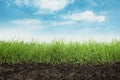 Soil with lush green grass and beautiful blue sky with clouds Royalty Free Stock Photo
