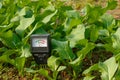 Soil meter for checking the pH in the soil of vegetable plant.