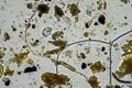 soil microorganisms in a soil sample, soil fungus and bacteria on a regenerative farm in compost. fungi hyphae in a soil test