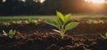 young plant growth on soil, outdoor natural light, represents new life. soil nurtures green sprout, backdrop of sunset Royalty Free Stock Photo