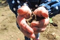 Soil in the palms / a handful of earth/ dirty palms hands Royalty Free Stock Photo