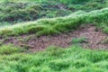 Soil parched grass Royalty Free Stock Photo