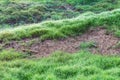 Soil parched grass Royalty Free Stock Photo
