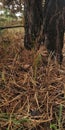 soil with pine needles under a tree in the forest Royalty Free Stock Photo