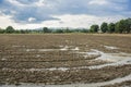 Soil preparation, planting, plowing rice.