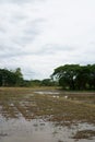 Soil preparation for rice cultivation Royalty Free Stock Photo