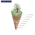 Soil Profile and Soil horizons. Piece of land with green grass and plant roots.