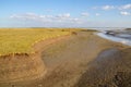 Soil profile in tidal marsh