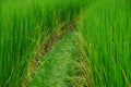 Soil ridge path between fields